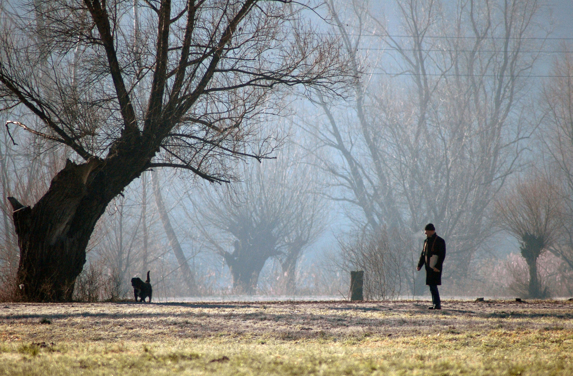 A spasso con il cane di benny48