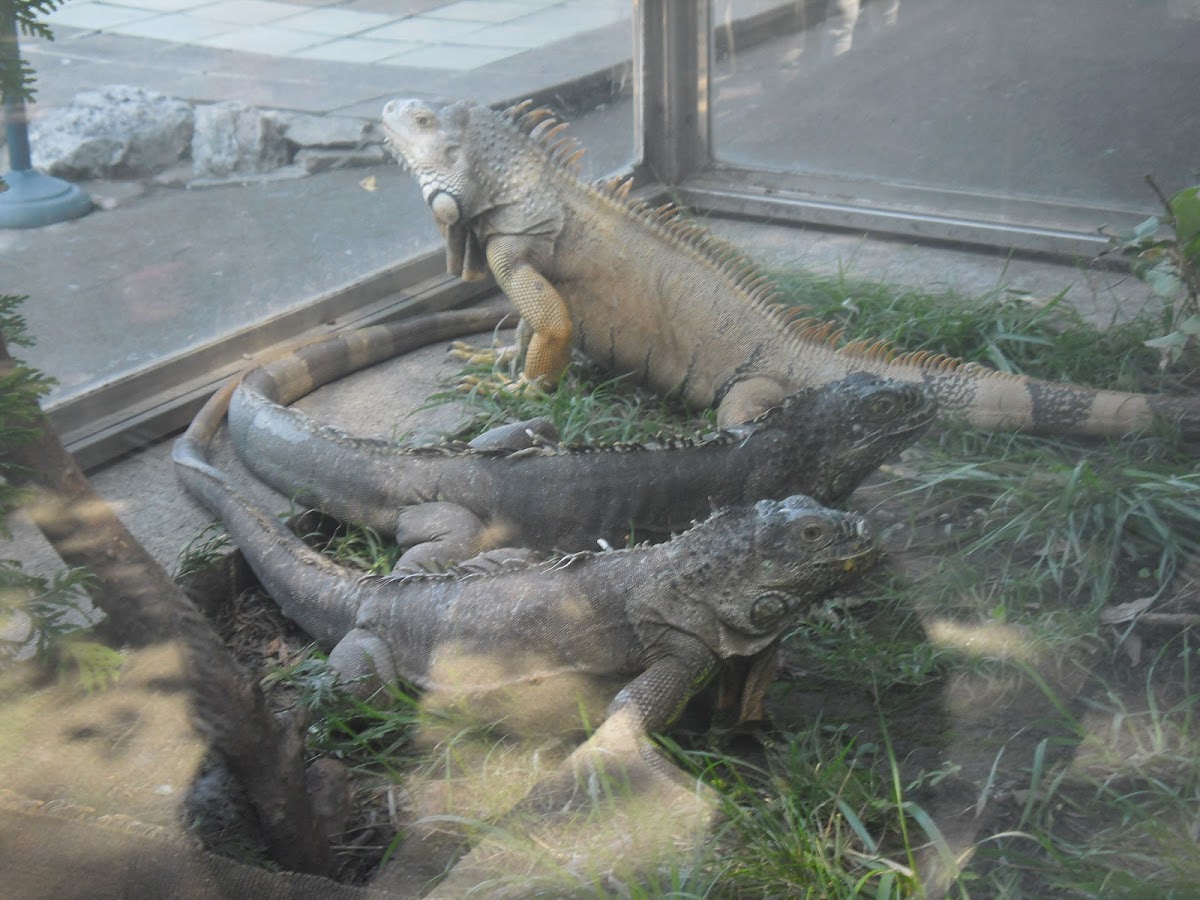 3 iguane