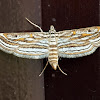 Aquatic Rice Moth