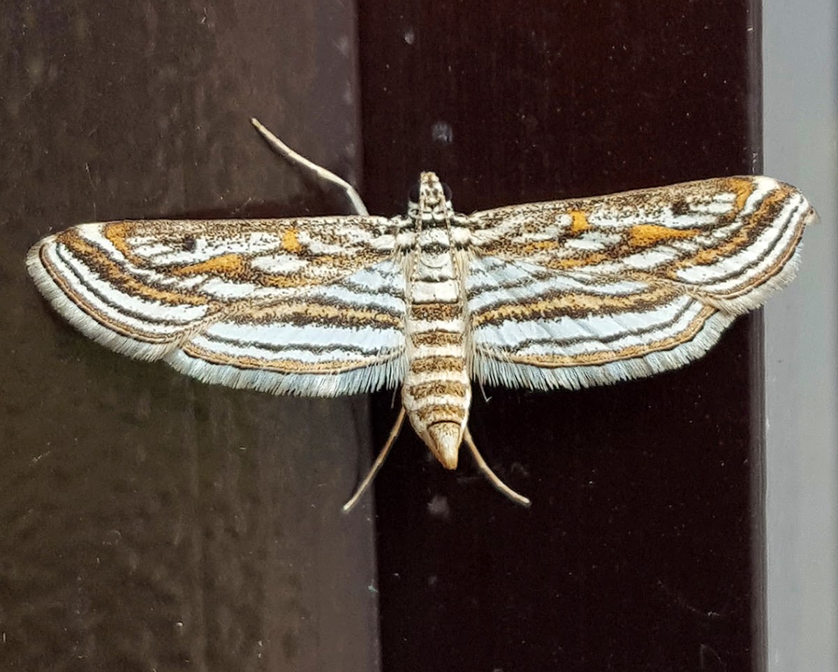 Aquatic Rice Moth