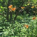 Day Lilly or golden needle