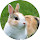 Bunny & Rabbit Wallpaper Custom New Tab