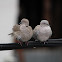 Eurasian Collared-Dove