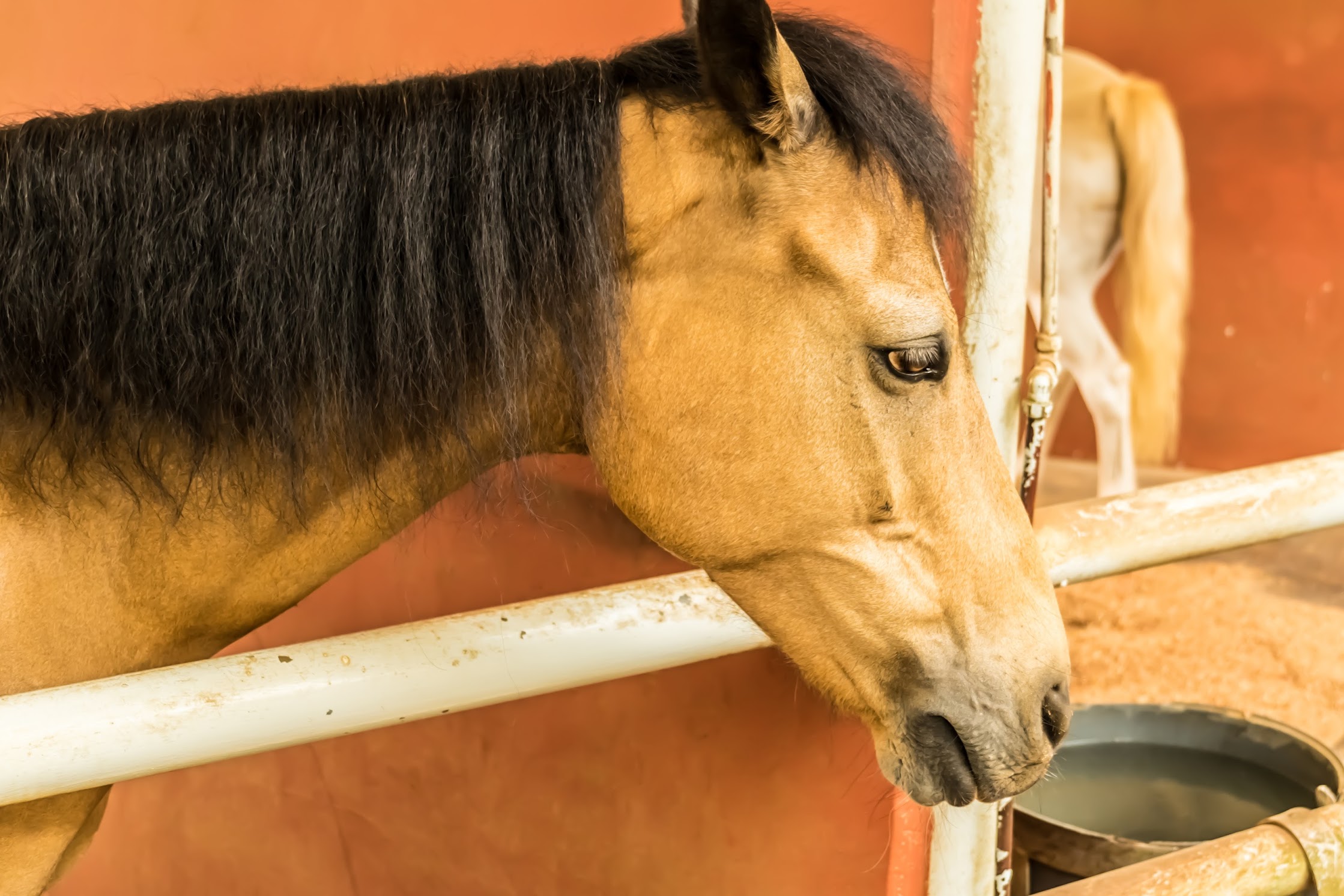 Singapore Zoo Pony1