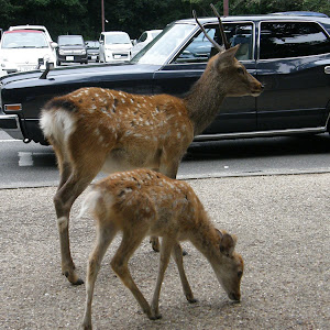 クラウンセダン