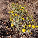 Idaho Gumweed