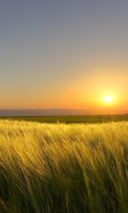 How to get sunny day live wallpaper lastet apk for pc