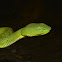 Cameron Highlands Pit Viper