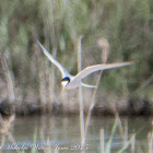 Little Tern; Charrancito