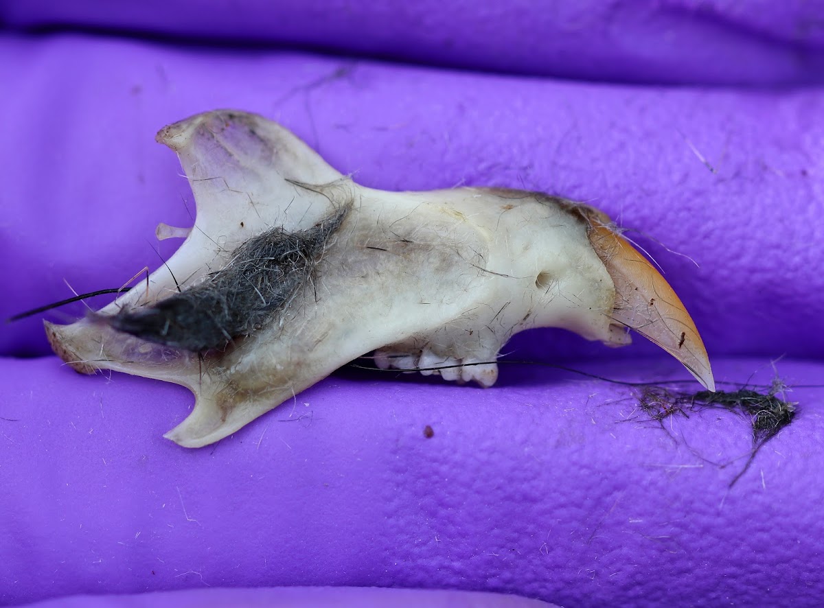 Owl Pellet with Bones