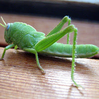 La cavalletta verde di 