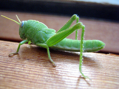 La cavalletta verde di mammaenza