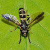 Syrphid Fly