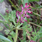 Fumitory