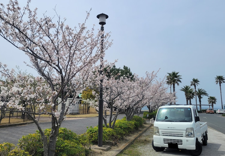 キャリイトラックのサクラと愛車・桜とコラボ・4月もよろしくお願い致します🌸・スズキに関するカスタム事例の投稿画像1枚目