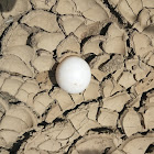 Tree Swallow egg