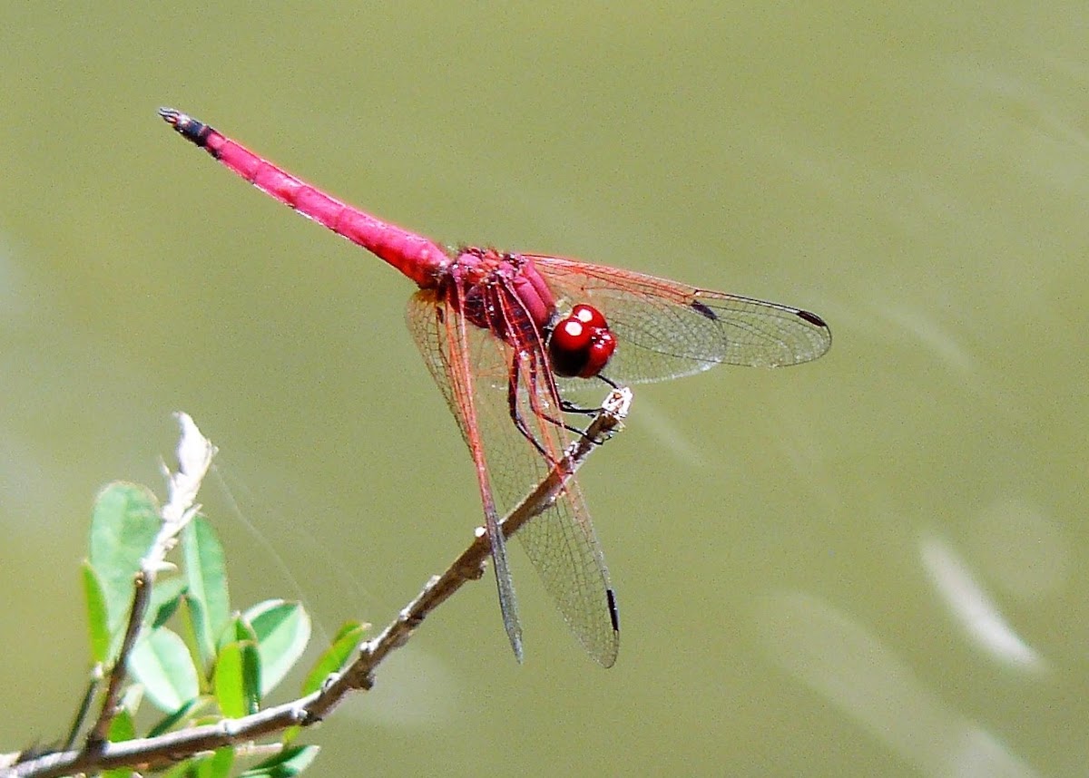 Crimson dropwing