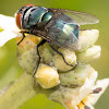 Oriental Latrine Fly