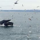 Humpback Whale