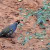 Gambel's Quail