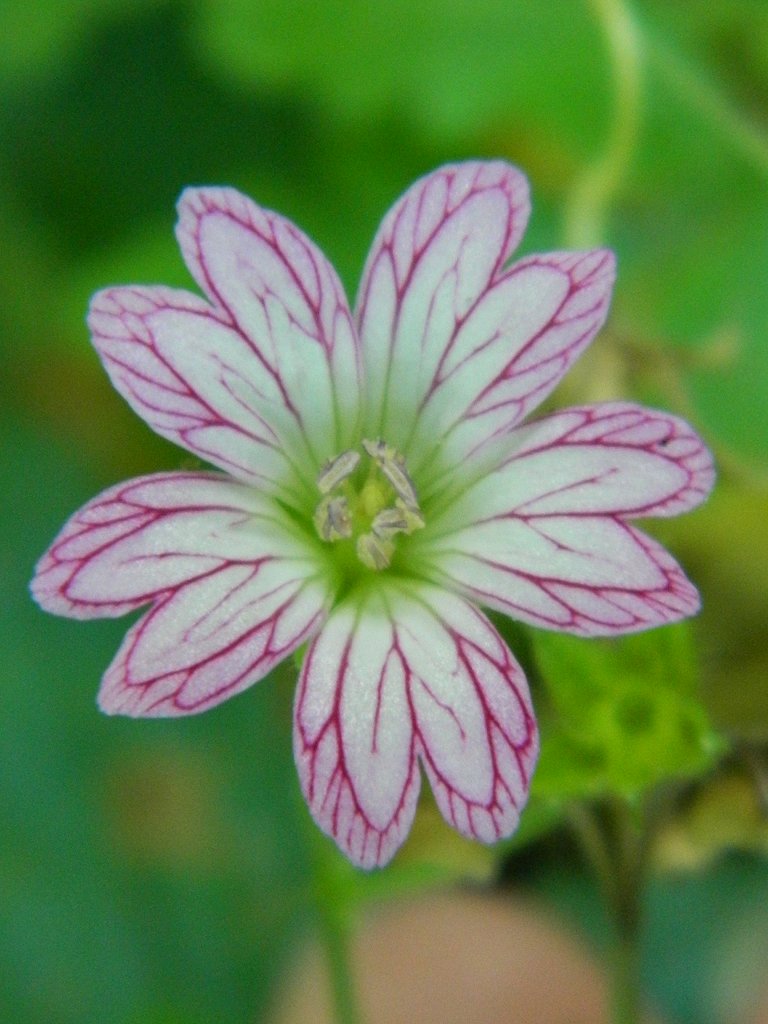 Pencilled Crane's-bill