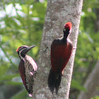 Red-backed Flameback Woodpecker