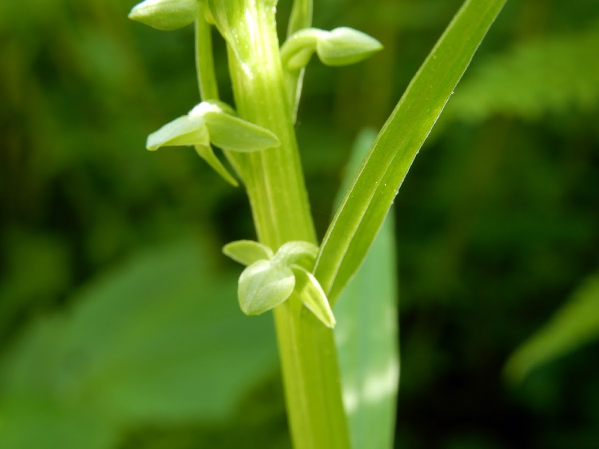 Northern Green Bog Orchid