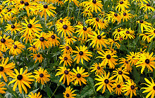 Yellow Flowers Wallpapers for New Tab  small promo image