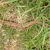 Brown Snake