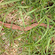 Brown Snake