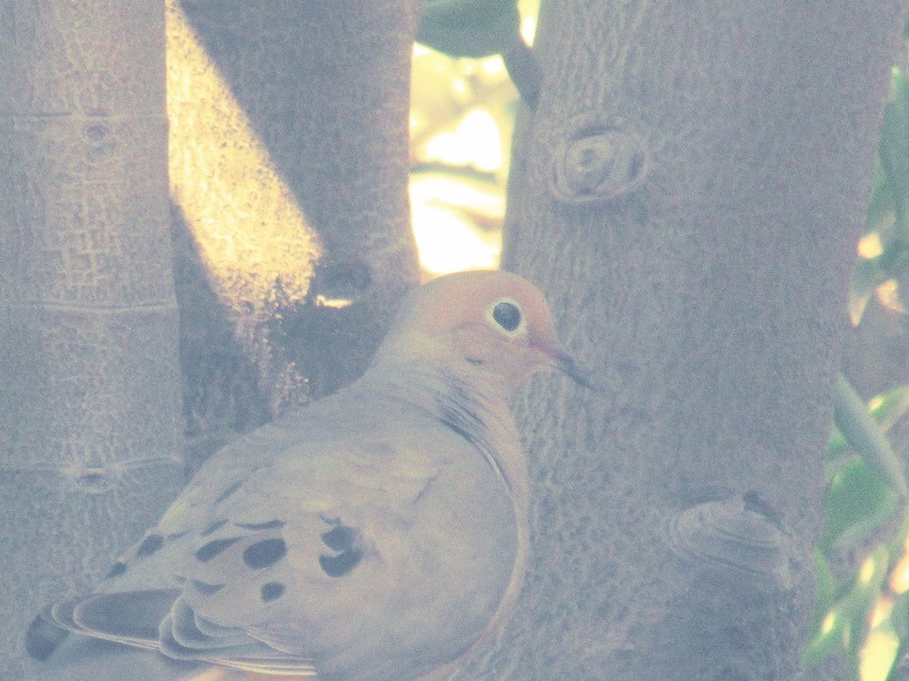 Mourning Dove