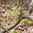 Palm Warbler