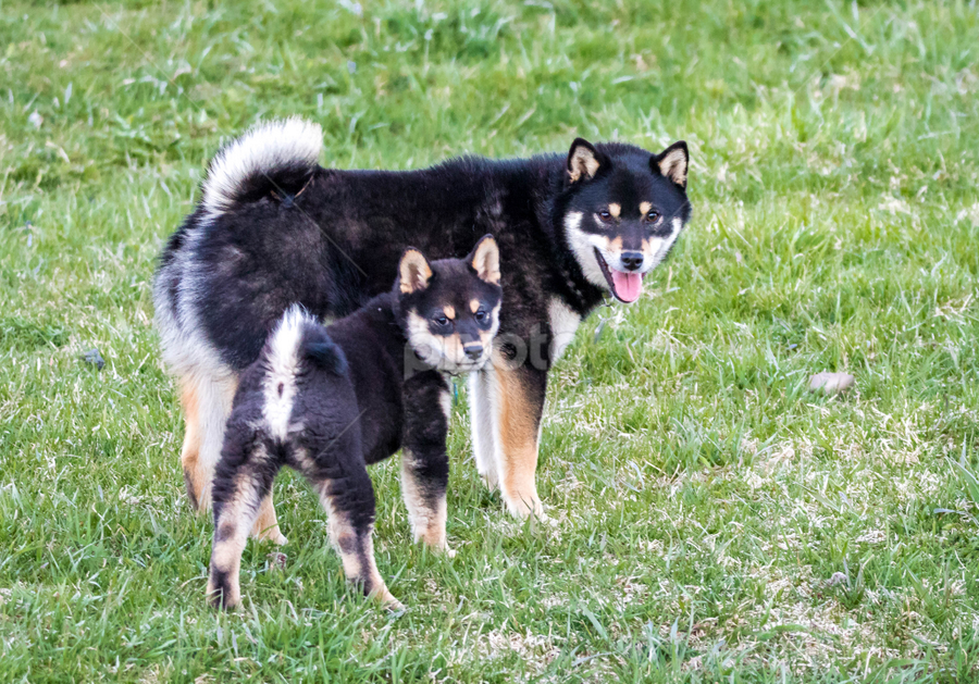 Porn Finnish Lapphund - Shiba Inu Friends | Playing | Animals - Dogs | Pixoto