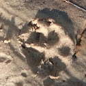 Bobcat track