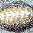 Mossy chiton