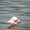 Lesser Flamingo