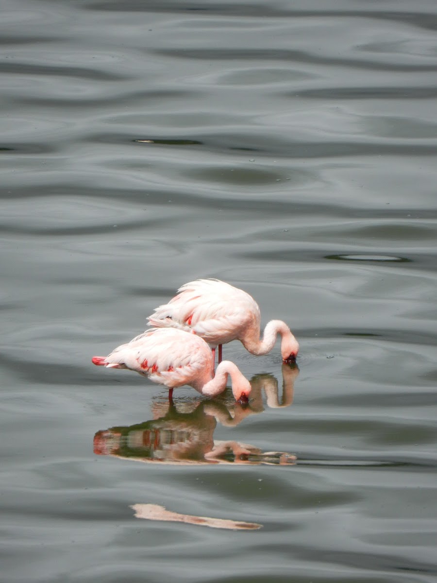 Lesser Flamingo