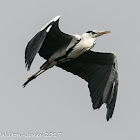 Grey Heron; Garza Real