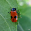 Short-horned leaf beetle