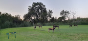 A pack of endangered African wild dogs were filmed messing about on  the greens of the Skukuza Golf Club in Kruger National Park, Mpumalanga 