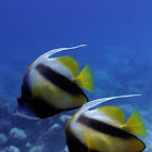 Red Sea bannerfish