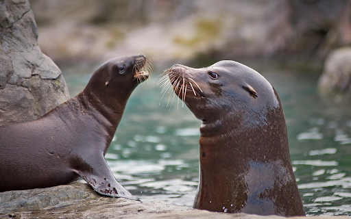 Two sea lions