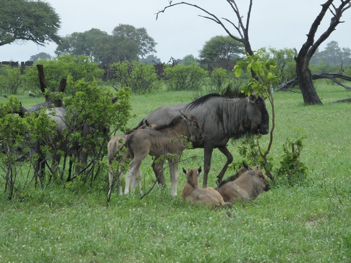 Blue wildebeest