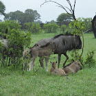 Blue wildebeest