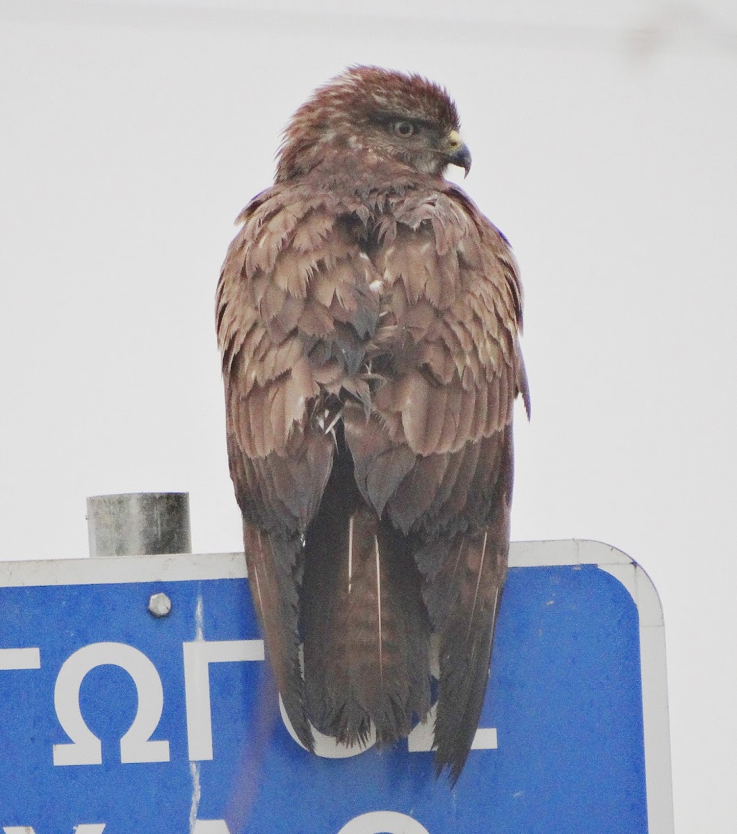 Common Buzzard