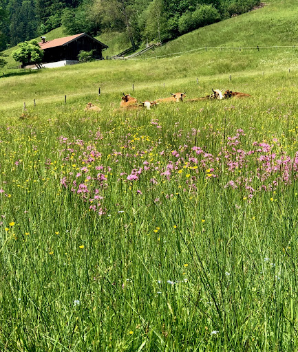 Auf der Alm