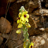 Twiggy Mullein. Verbasco