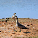 Great thick-knee