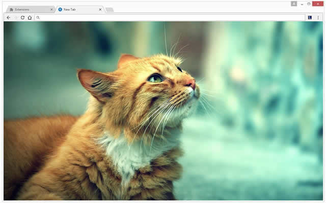 Gatos Papel de Parede Tab Themes