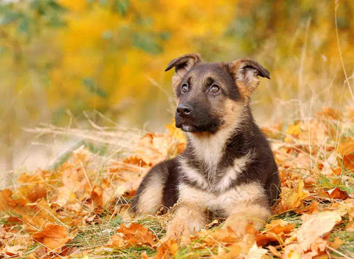 German Shepherd Puppies